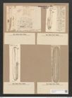 Navicula nobilis var. dactylus V.H. (de-Toni-Nr.: Genus 1, Species 1) Zeichnungen Sammlung Grunow Nr. 12 (NHMW-BOT-W0366193)